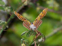 Image of Lycaena li (Oberthür 1886)