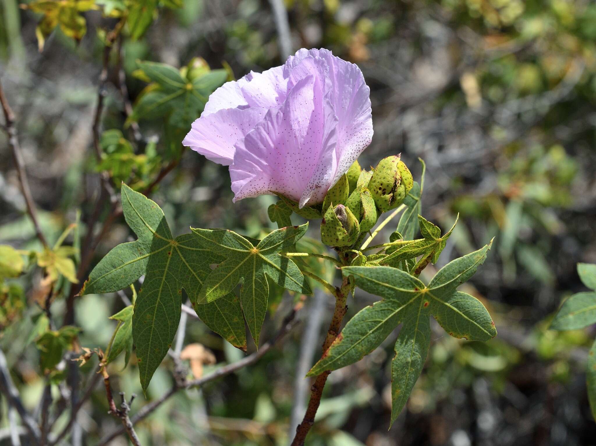 Image of Gossypium robinsonii F. Müll.