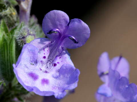 Image of Catnip