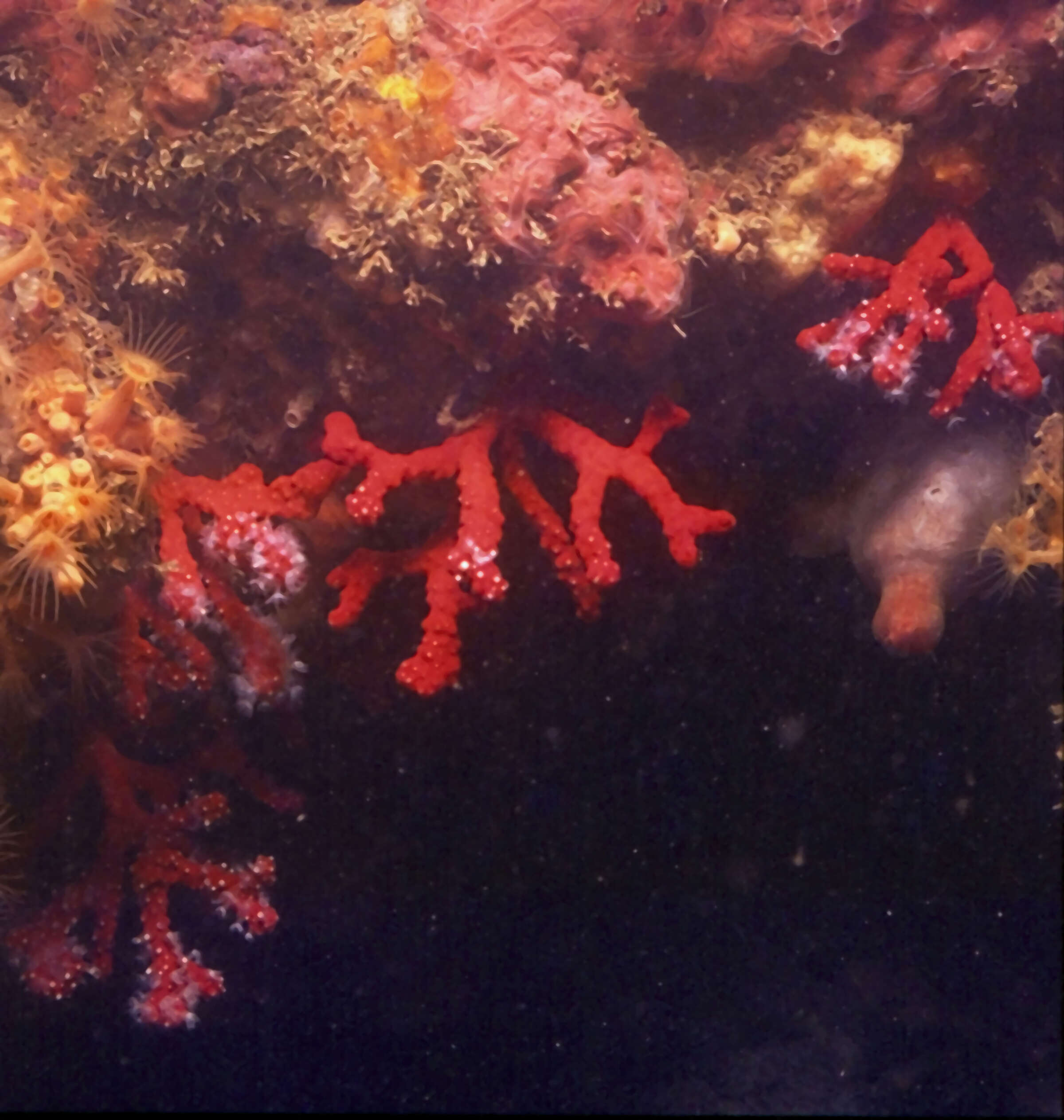 Image of red sea-squirt