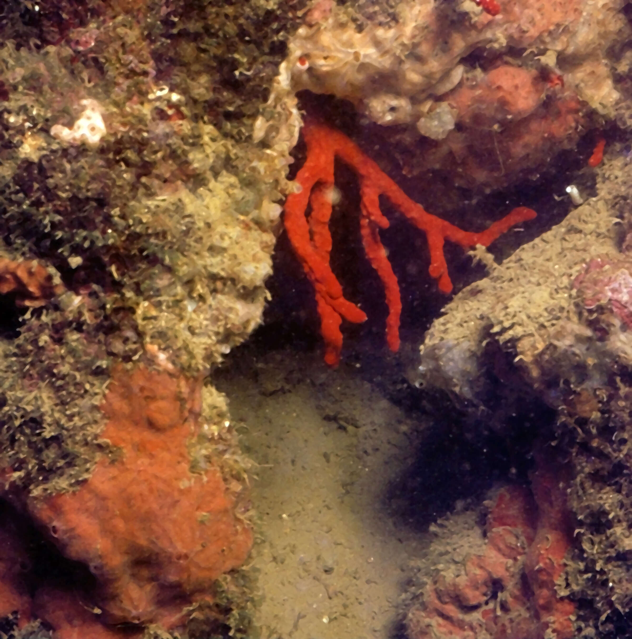 Image of Red coral