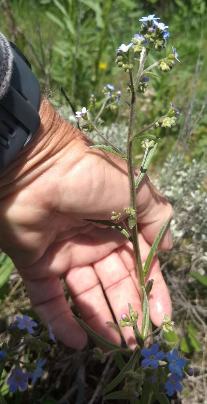 Image of manyflower stickseed