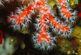 Image of Red coral