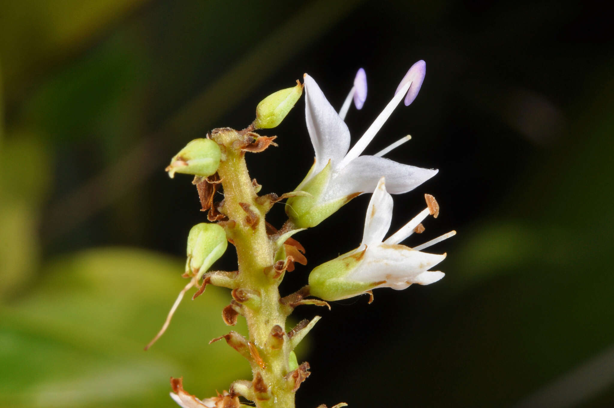 Image of Veronica ligustrifolia A. Cunn.