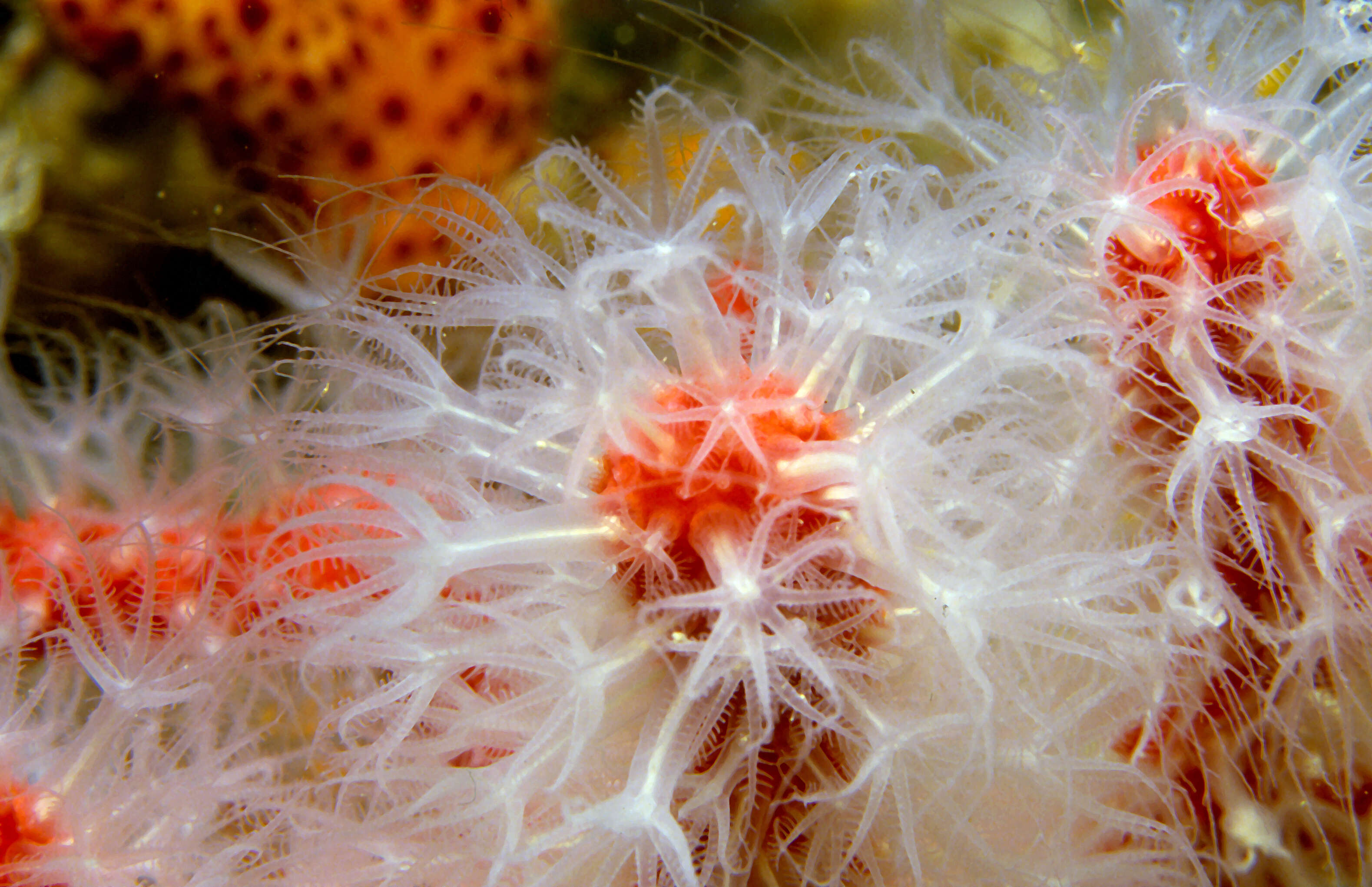 Image of Red coral