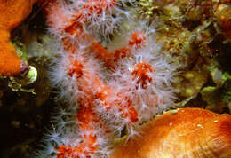 Image of red sea-squirt