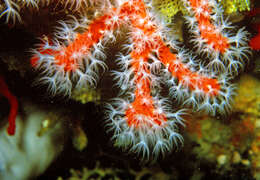 Image of Red coral