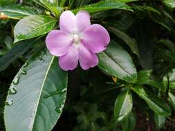 Impatiens sodenii Engl. & Warb. ex Engl. resmi