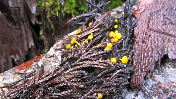 صورة Chloroscypha flavida (Kanouse & A. H. Sm.) Baral 2013