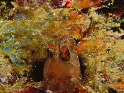 Image of Tompot Blenny