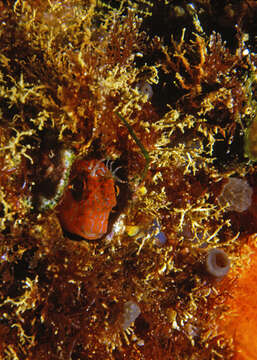 Image of Tompot Blenny