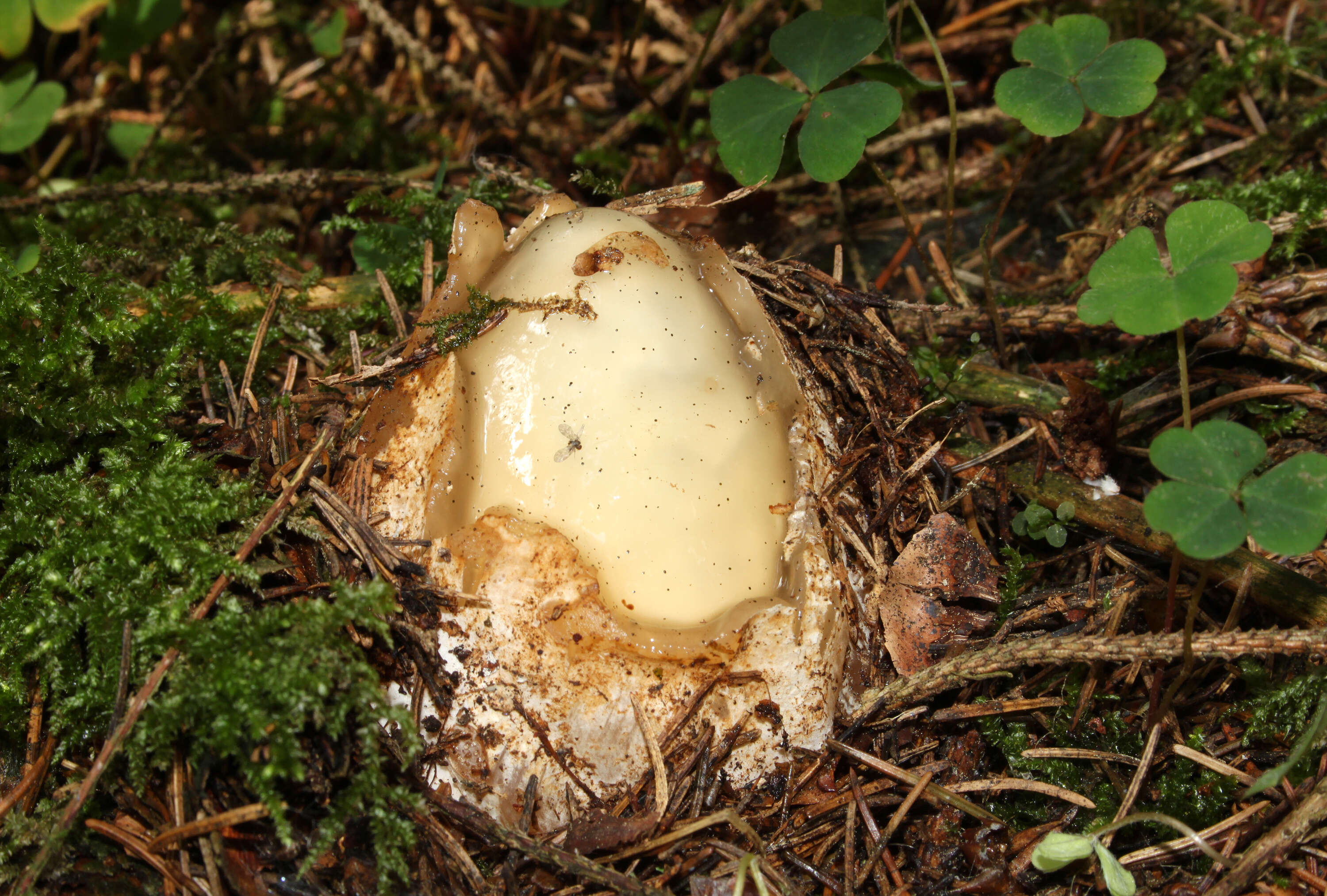 Image of Stinkhorn