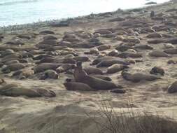 Image of Northern Elephant Seal