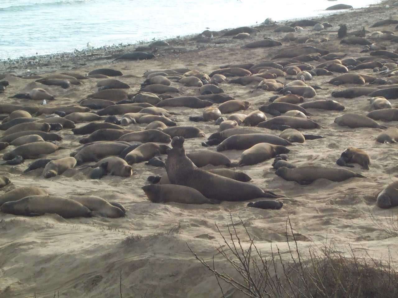 Image de Éléphant de mer du nord