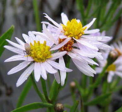 Image of sea aster