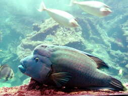 Image of Giant Wrasse