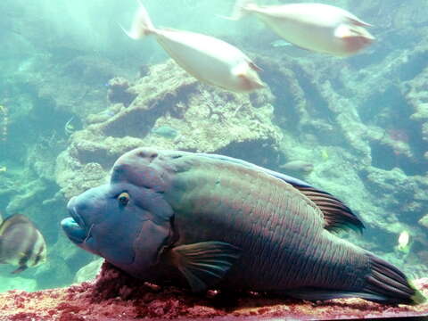 Image of Giant Wrasse