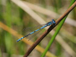 Image of Austrocoenagrion lyelli (Tillyard 1913)