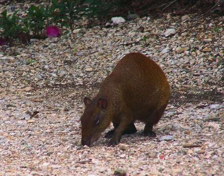 Image of Central American Agouti