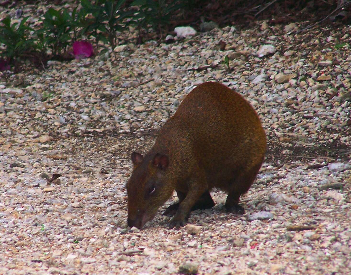 Image of Central American Agouti