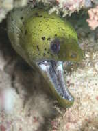 Image of Fimbriated moray