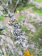 Image of rosette lichen