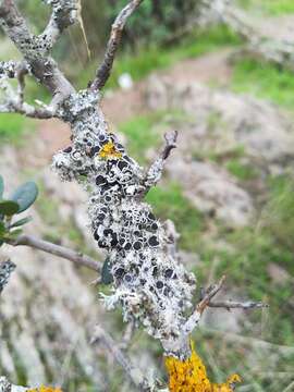 Image of rosette lichen