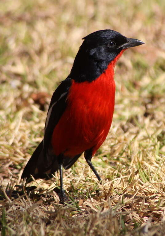 Image of Crimson-breasted Gonolek
