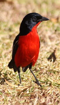 Image of Crimson-breasted Gonolek