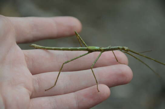 صورة Anchiale austrotessulata Brock & Hasenpusch 2007