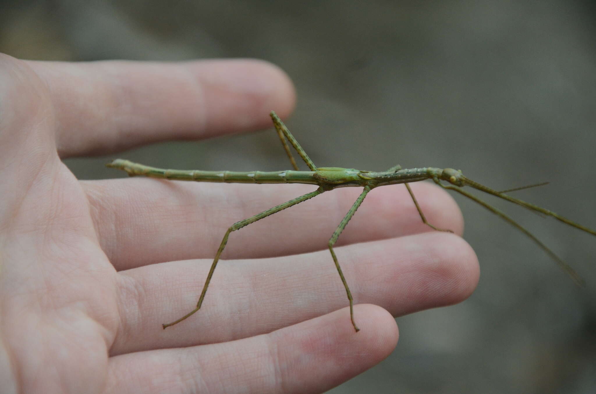 Image of Anchiale austrotessulata Brock & Hasenpusch 2007