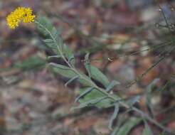 Sivun Solidago velutina DC. kuva