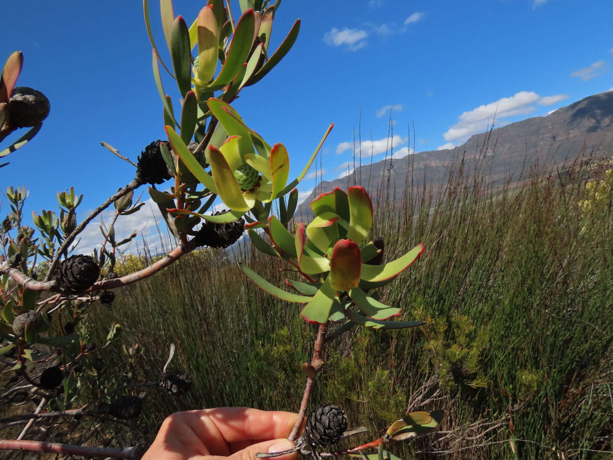 Image of Leucadendron foedum I. Williams