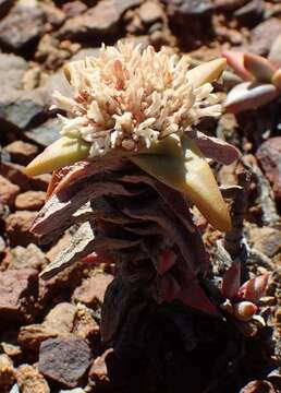 Image of Crassula congesta N. E. Br.