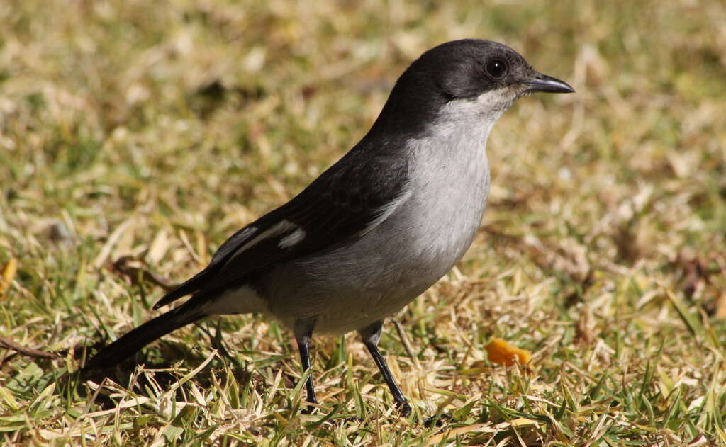 Plancia ëd Melaenornis silens (Shaw 1809)