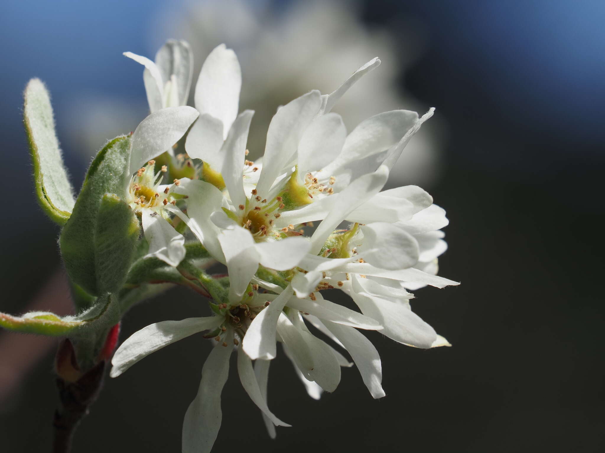 Image of Snowy Mespilus