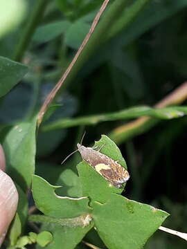 Image of Dichrorampha petiverella Linnaeus 1758