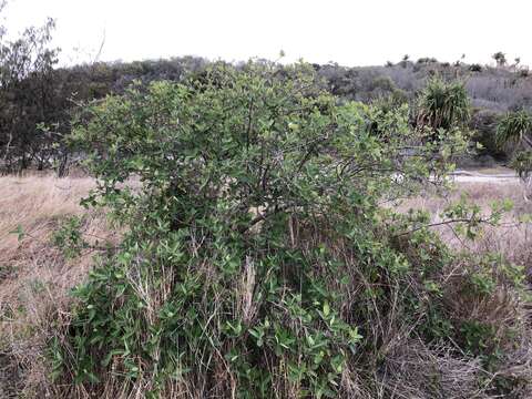 Image of Ficus opposita Miq.