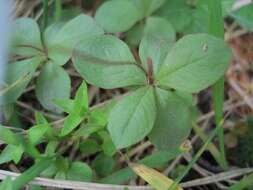 صورة Lysimachia europaea (L.) U. Manns & Anderb.