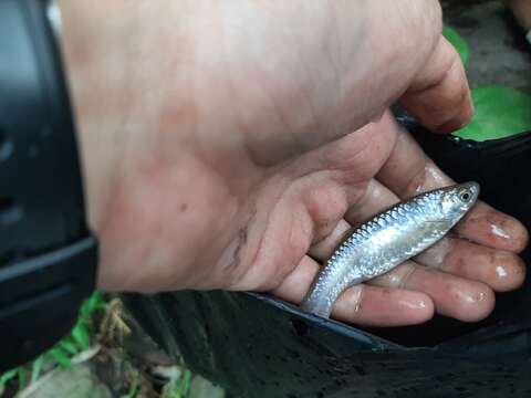 Слика од Rasbora aprotaenia Hubbs & Brittan 1954