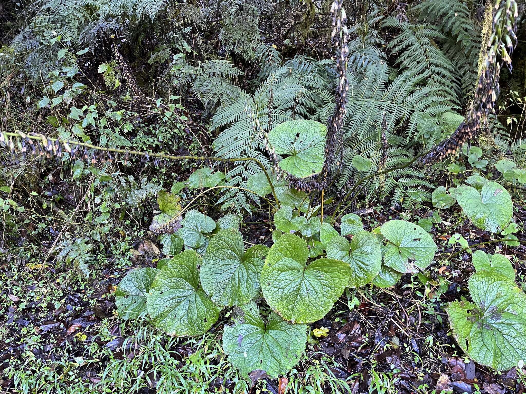 Image de Ligularia stenocephala (Maxim.) Matsum. & Koidz.