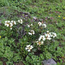 Image de Rhododendron caucasicum Pall.