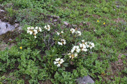 Image of Rhododendron caucasicum Pall.