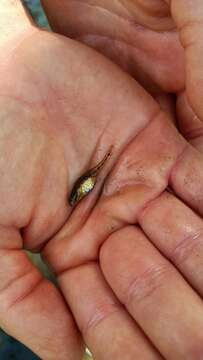 Image of Italian spring goby