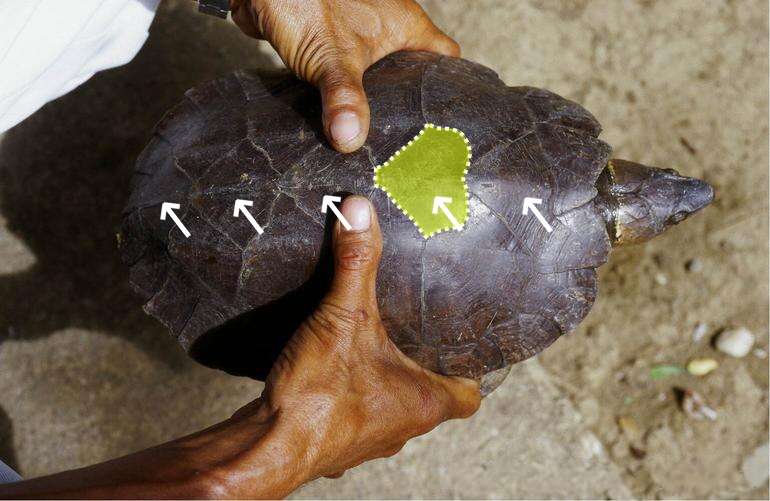 Image of Palawan Forest Turtle