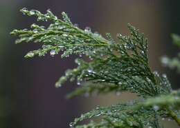 Image of Cupressus × leylandii