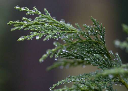 Image of Cupressus × leylandii