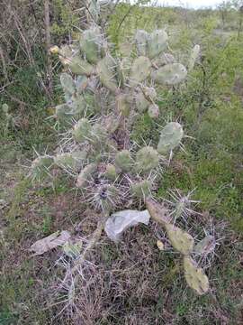 Opuntia rioplatense resmi