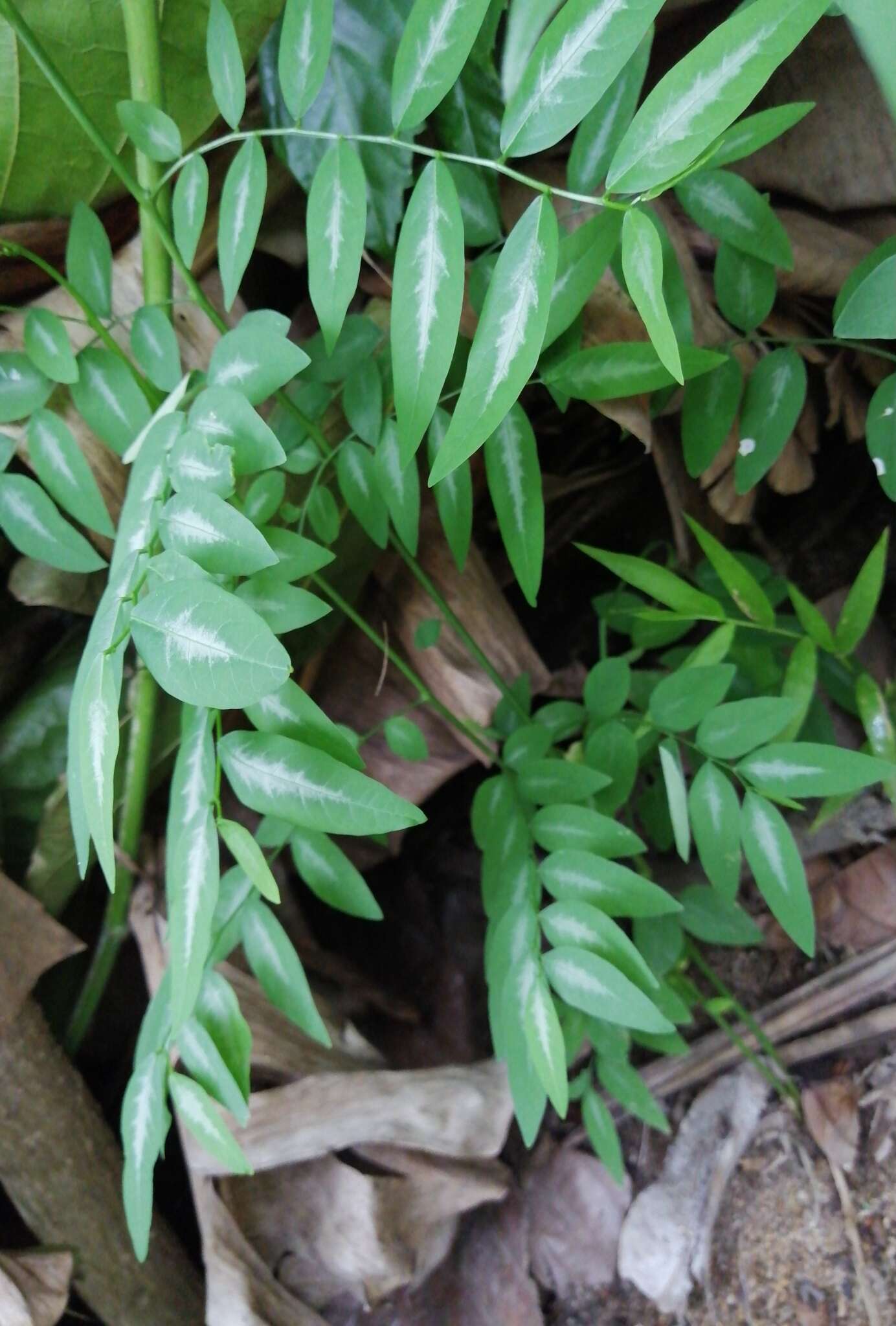 صورة Breynia androgyna (L.) Chakrab. & N. P. Balakr.