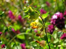 Image of Yellow rattle